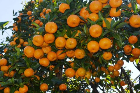 स्याङजामा मात्रै ५८ करोडको सुन्तला उत्पादन