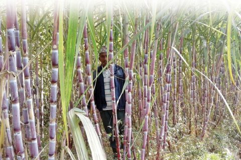 उखु किसान र सरकारबीच पाँच बुँदे सहमति
