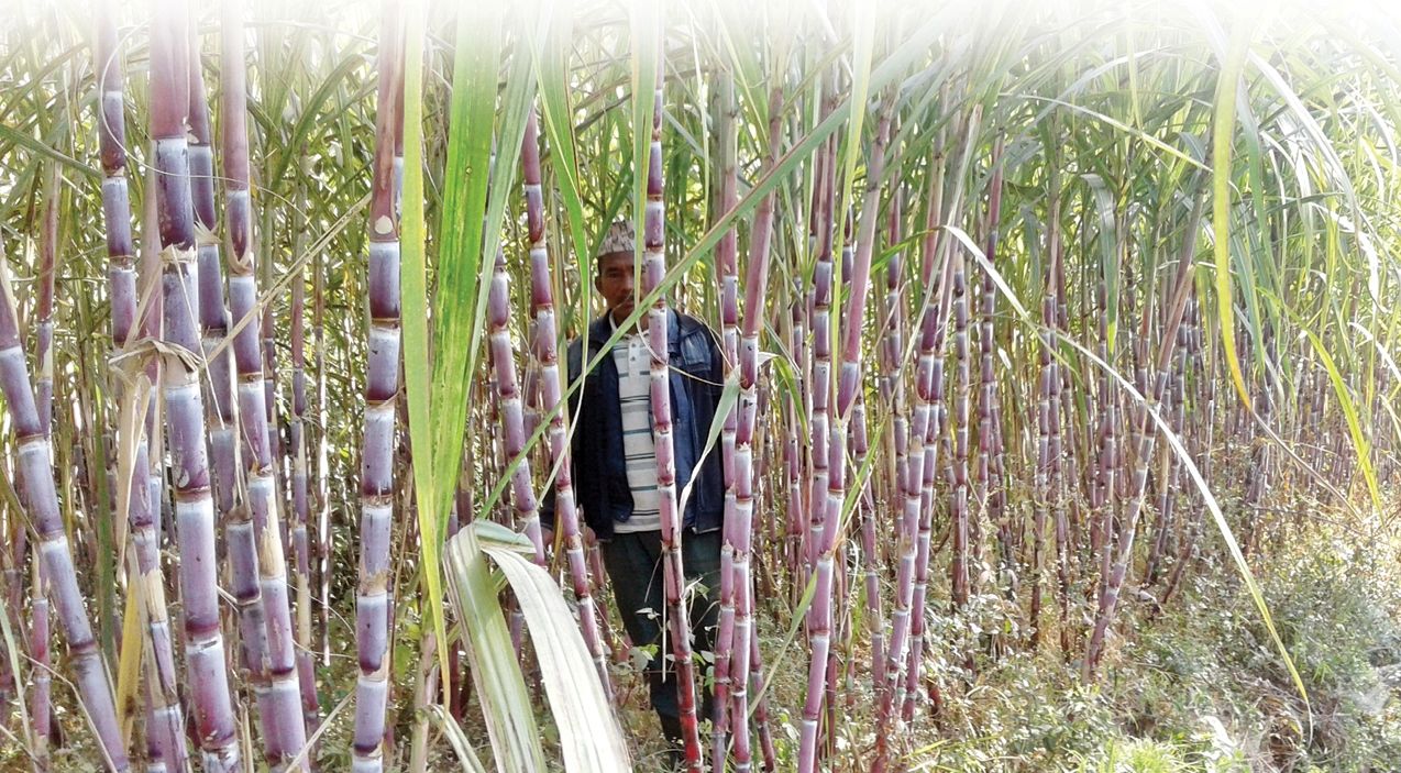अन्नपूर्ण सुगर मिलले उखु किसानको वक्यौता रकम एक महिनाभित्र तिर्ने