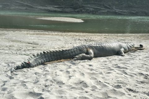 राप्ती नदीमा छाडिएका तीन गोही मृत फेला, ७ वटा जालमा बेरिएको अबस्थामा भेटिए