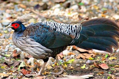 शहर पसेका युवा गाउँ फर्केर व्यवसायमा