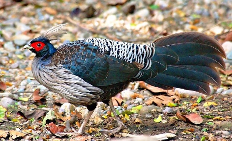 शहर पसेका युवा गाउँ फर्केर व्यवसायमा
