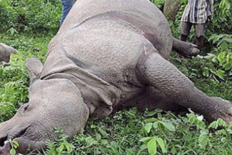 करेन्ट लागेर गैँडाको मृत्यु
