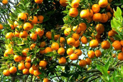 मनकामनाको सुन्तला : जति बोटमा अड्छ उति मूल्य बढ्छ