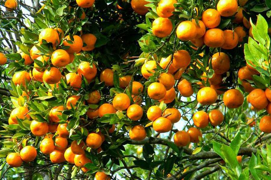 मनकामनाको सुन्तला : जति बोटमा अड्छ उति मूल्य बढ्छ