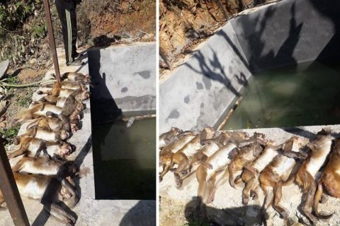 गोरखामा अनौठो घटना :  पोखरीमा पालैपालो हाम्फालेर १३ बाँदरको ज्यान गयो