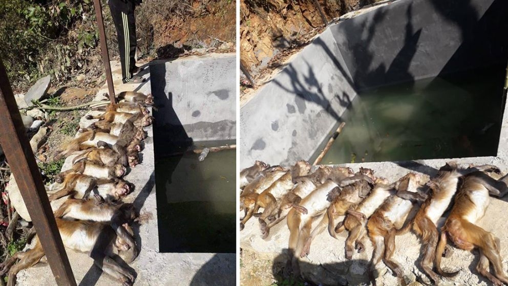 गोरखामा अनौठो घटना :  पोखरीमा पालैपालो हाम्फालेर १३ बाँदरको ज्यान गयो