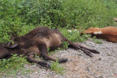 कसले गर्यो आधा दर्जन गाईको हत्या ? प्रहरी भन्छ, अनुसन्धान भईरहेको छ