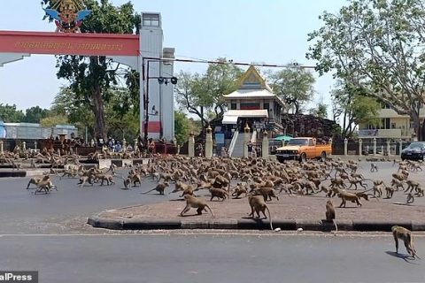 कोरोनाको कारण बादरलाई खानेकुरा अभाव सयौं बाँदर सडकमा