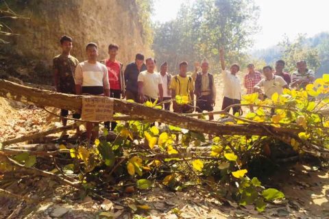 कोरोनाको बाहानामा गोरखामा अबैध रुपमा सालको रुख नै ढालेर सडक अबरुद्ध (फोटो फिचर सहित)