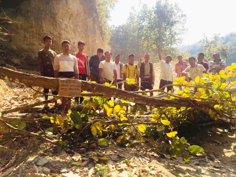 कोरोनाको बाहानामा गोरखामा अबैध रुपमा सालको रुख नै ढालेर सडक अबरुद्ध (फोटो फिचर सहित)