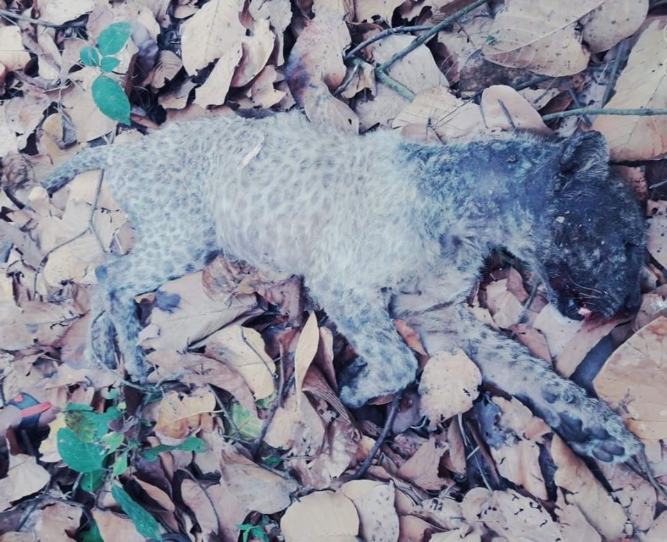 गोरखामा चितुवाको आक्रमणबाट गोठालो गएका दुई युवक घाइते :प्रतिकारमा चितुवा मारियो