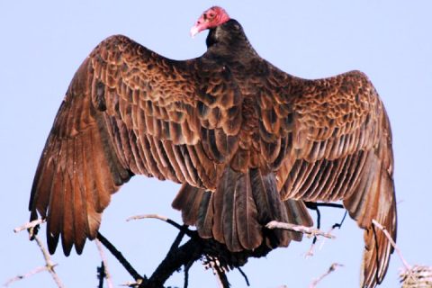 गोरखाको मनास्लु संरक्षण क्षेत्रमा लोपोन्मुख गिद्ध भेटियो