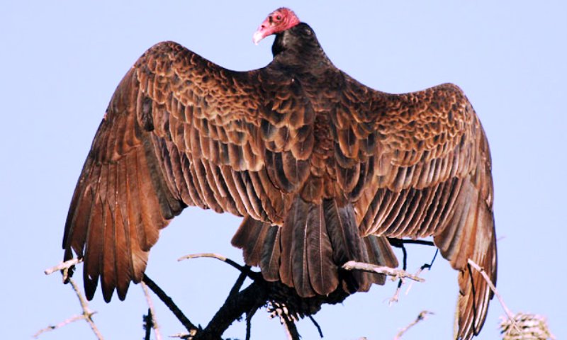 गोरखाको मनास्लु संरक्षण क्षेत्रमा लोपोन्मुख गिद्ध भेटियो