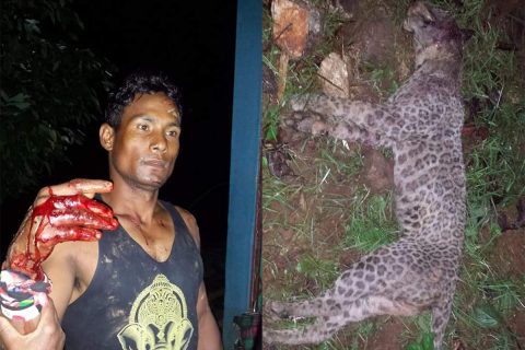 चुँदी कुमाल गाउँमा नरभक्षी चितवा र मानिस बिच भिडन्त : चितुवा मारियो