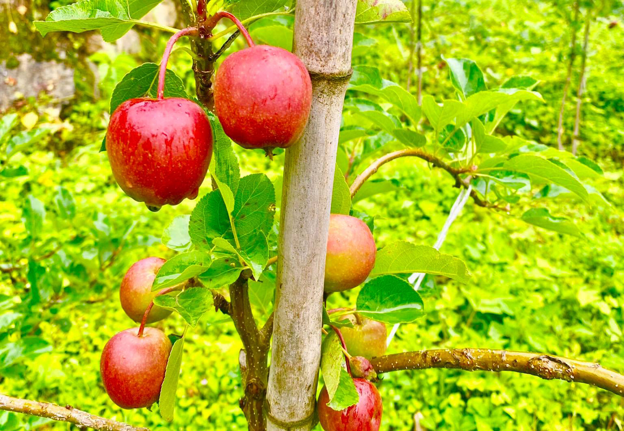 ropeko ek barsamai lataramma faleko sau