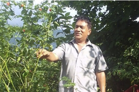 गोरखाका एक किसान जसले राजनीति गर्दा लागेको ऋण तिर्न सुरु गरे ११७ रोपनीमा अकबरे खेती