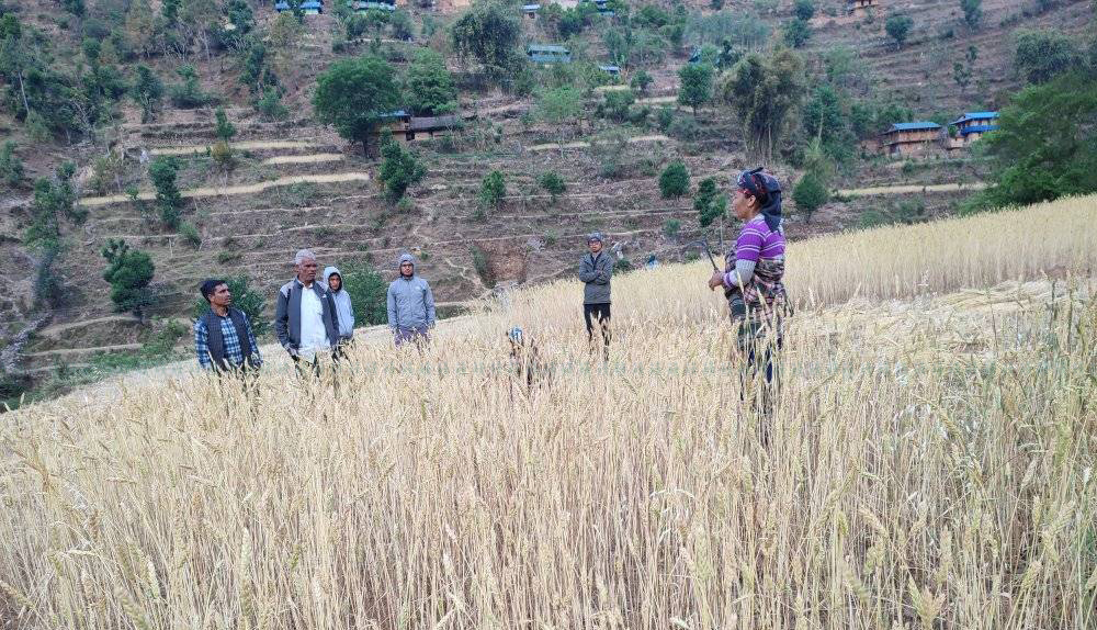 खेतीपाती भित्र्याउनमा सहयोग गर्दै उम्मेदवार