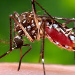 लामखुट्टे मार्न नयाँ प्रविधि, चिनियाँ स्टार्टअपको उत्पादन छिट्टै बजारमा