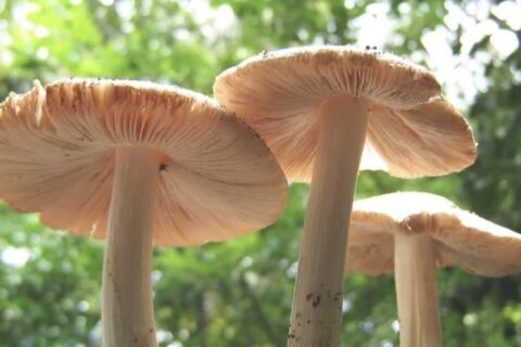 जंगली च्याउ खाँदा एक बालिकाको मृत्यु