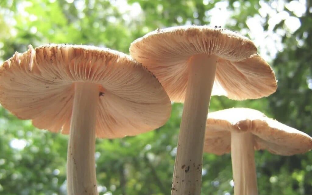 जंगली च्याउ खाँदा एक बालिकाको मृत्यु