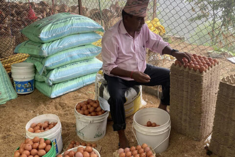 राजनीतिसंगै कुखुरा पालनमा रमाउदै निवर्तमान वडाध्यक्ष के.सी : मासिक साढे २ लाखसम्म आम्दानी