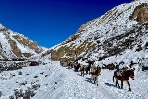 हिउँमा पुरिएर मरे ४५ घोडा—खच्चड