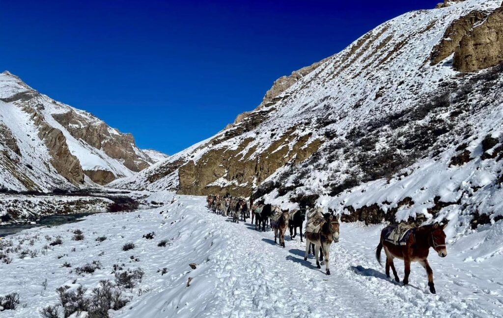 हिउँमा पुरिएर मरे ४५ घोडा—खच्चड