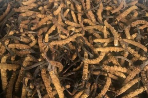 नेपालबाट ५ महिनामा २७ करोडको यार्सागुम्बा निर्यात