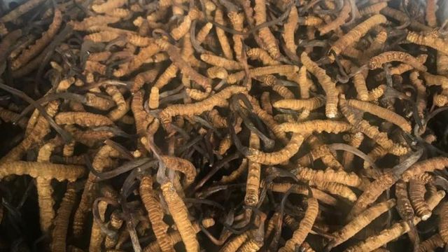 नेपालबाट ५ महिनामा २७ करोडको यार्सागुम्बा निर्यात