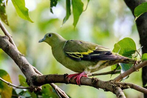 आजदेखि चरा गणना कार्य सुरु