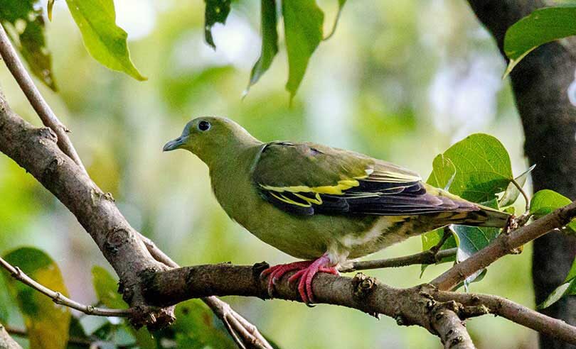 आजदेखि चरा गणना कार्य सुरु