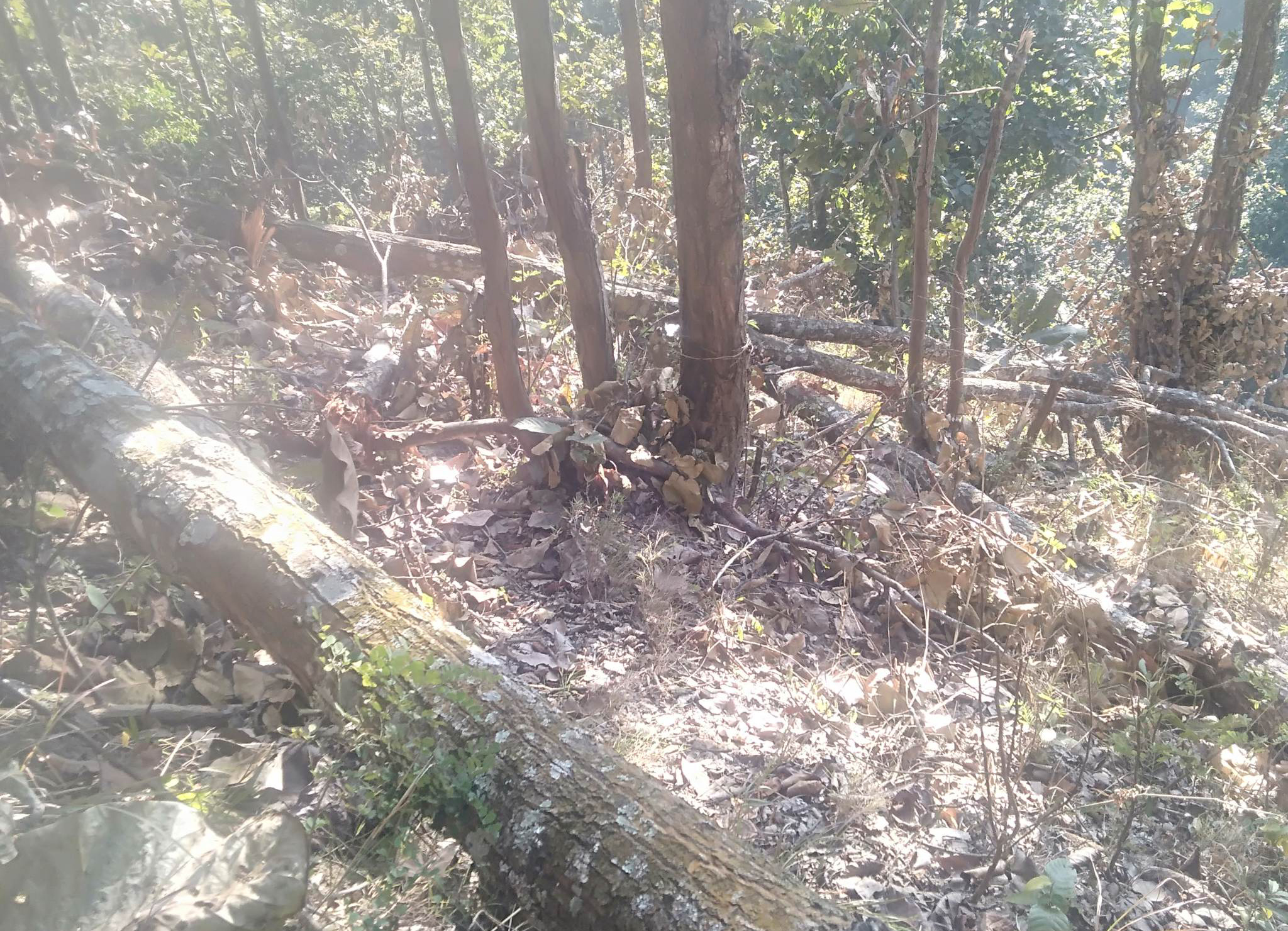 गोरखाको सामुदायिक बनमा अबैध काठ कटानी, गुपचुप मिलाउन बनअधिकृत भुजेलको दबाब