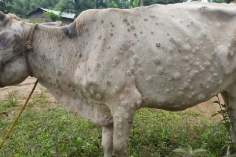 गोरखामा तीन सय गाईभैसीलाई लम्पी स्कीन रोग बिरुद्धको खोप लगाइयो