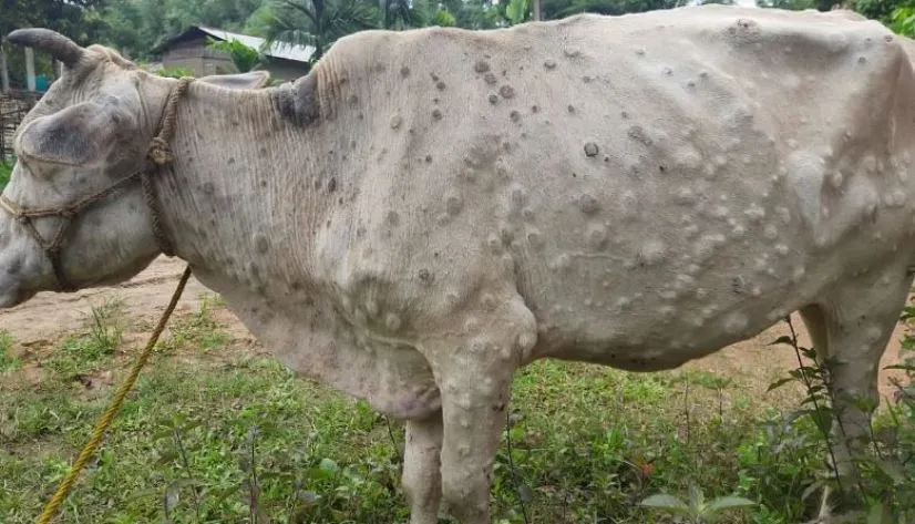 गोरखामा तीन सय गाईभैसीलाई लम्पी स्कीन रोग बिरुद्धको खोप लगाइयो