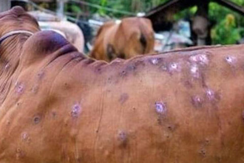मुस्ताङ र मनाङमा ‘लम्पी स्किन’ नियन्त्रण