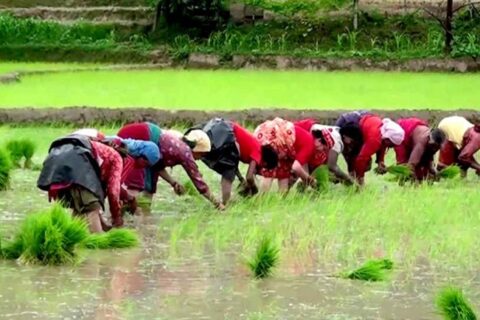 गण्डकीमा ६७ प्रतिशत मात्र रोपाइँ