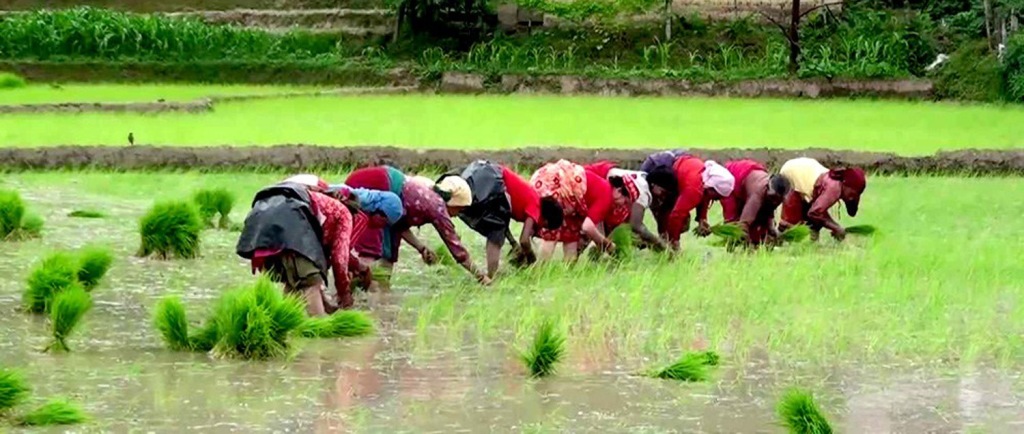 गण्डकीमा ६७ प्रतिशत मात्र रोपाइँ