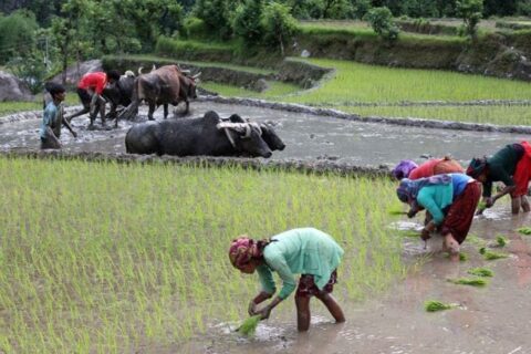 गोरखामा साउन सकिन लाग्दा ८० प्रतिसत मात्र रोपाइँ