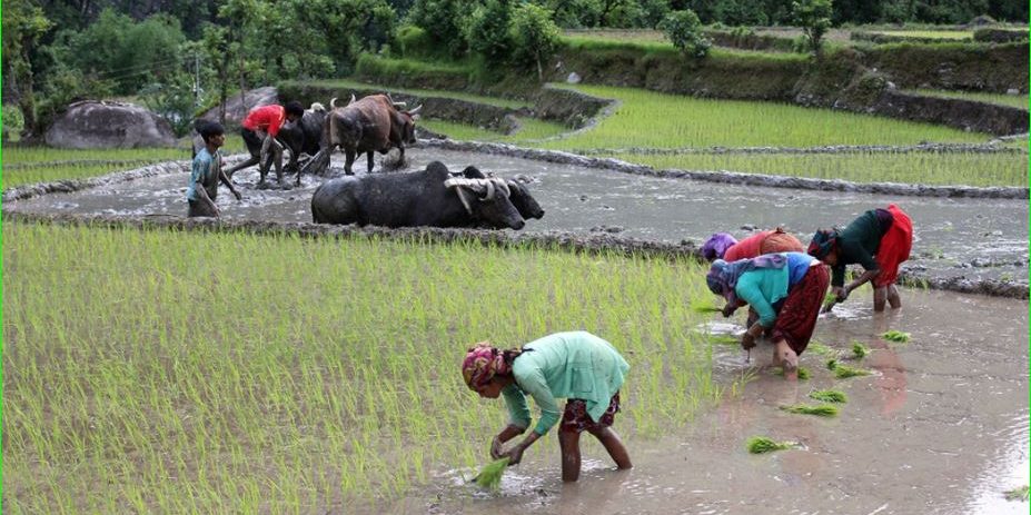 गोरखामा साउन सकिन लाग्दा ८० प्रतिसत मात्र रोपाइँ