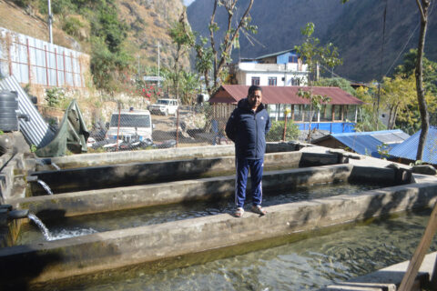 राजनीतिसंगै व्यवसायिक माछा पालनमा रमाउँदै गोरखा धार्चेका गाउँपालिका अध्यक्ष गुरुङ