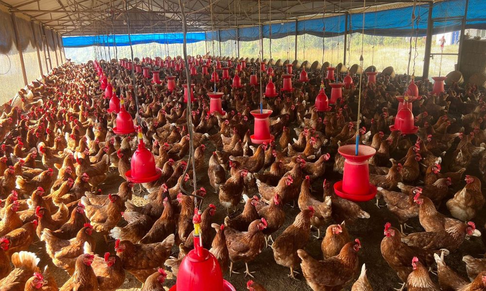 ७० करोड लगानीमा गोरखामा नयाँ पोल्ट्री फार्म ल्याउँदै व्यवसायी गुणचन्द्र विष्ट