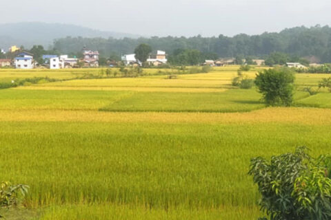 गोरखामा ७३२ हेक्टरमा चैते धानको खेती, ३५ सय मेट्रिक टन उत्पादन हुने अनुमान