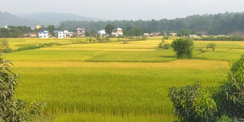 गोरखामा ७३२ हेक्टरमा चैते धानको खेती, ३५ सय मेट्रिक टन उत्पादन हुने अनुमान