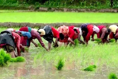 गण्डकीमा एकहत्तर प्रतिशत रोपाइँ