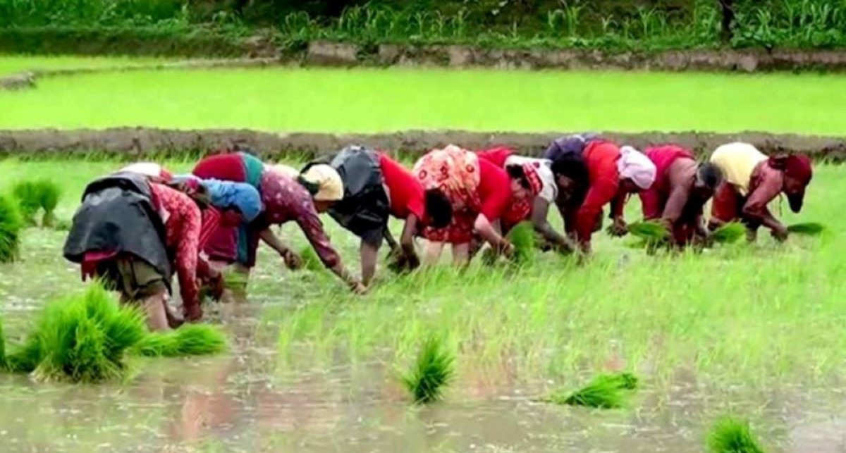 गण्डकीमा एकहत्तर प्रतिशत रोपाइँ