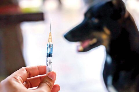 कुकुरलाई सङ्गिनी सुई