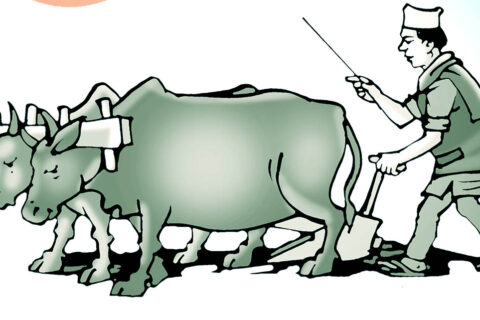 हल गोरु पाल्ने २७५ किसानले पाए गाउँपालिकाको अनुदान