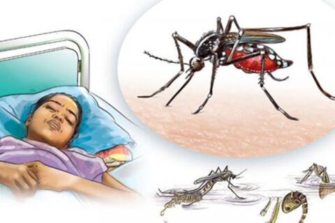 गोरखामा गएको ५ महिनामा ४४५ जनामा डेंगी र स्क्रब टाईफस संक्रमण, (कुन पालिकामा कति संक्रमण )