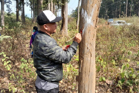तनहुँ जलविद्युत् आयोजनाः प्रसारण लाइन निर्माणका लागि रुख छपान सुरु